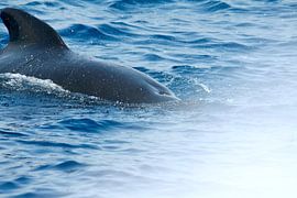 Whale off the coast of Cadiz in Spain by Judith van Wijk