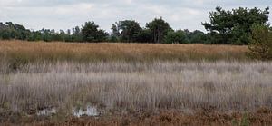Vennenroute op de Strabrechtse Heide