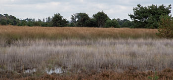 Vennenroute op de Strabrechtse Heide