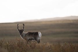 Swedish Lapland by Catch Chris