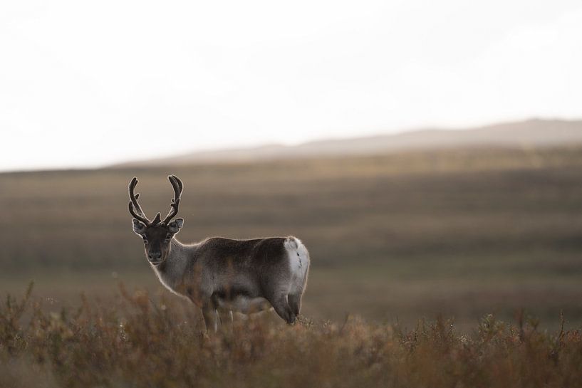 Swedish Lapland by Christoph Rutenkolk Gallery