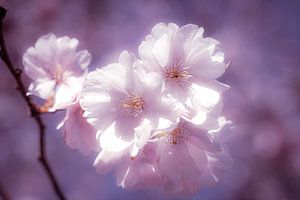 Makro zart blühende Kirschblüte mit Bokeh und Tonung