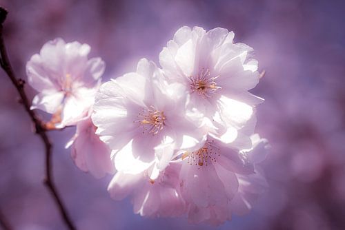 Macro delicate bloeiende kersenbloesem met bokeh en toning
