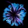 Bloemencirkel in blauw van Greetje van Son