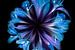 Bloemencirkel in blauw van Greetje van Son