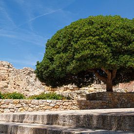 Un arbre impressionnant sur Robin Velderman