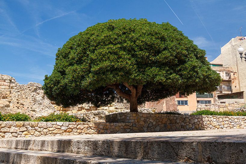 Impressive tree by Robin Velderman