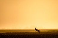 Springende haas in veld van Sam Mannaerts thumbnail