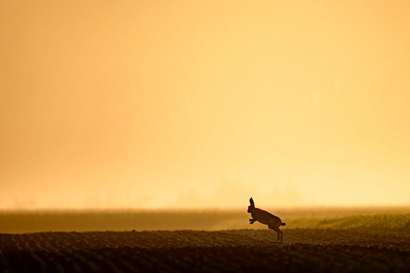 Springende haas in veld van Sam Mannaerts