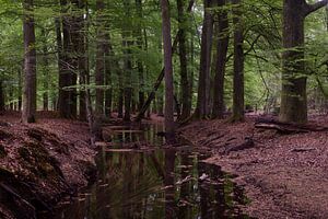 Ein Bach in einem Buchenwald