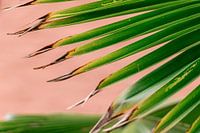 Groen palmblad op roze achtergrond