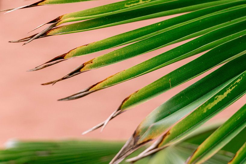 Grünes Palmenblatt auf rosa Hintergrund von Simone Neeling