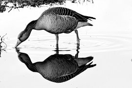Graugans Monochrome: Between Reality and Reflection by Acharya Fotografie