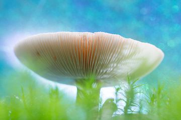 Agaric de la mouche sur Ronald Wilfred Jansen