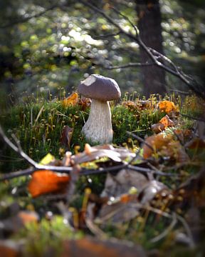 Mushroom in the forest by Greta Lipman