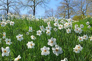 hill with blooming narcissus poeticus by SusaZoom