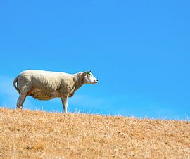 Schaap op de Noordzeedijk, Groningen von Domenique van der Horst