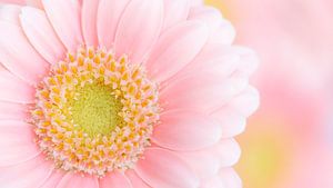 Pink Gerbera Daisy van Dominiek Cottem