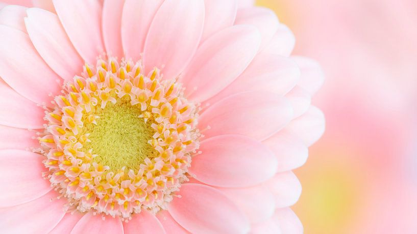 Rosa Gerbera Gänseblümchen von Dominiek Cottem
