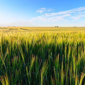 Champs de blé en été sur Yevgen Belich