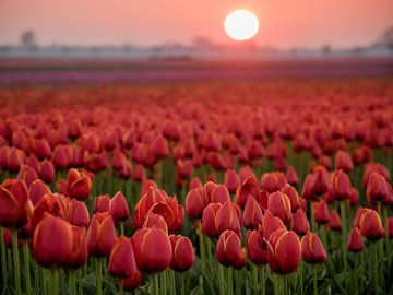 Rode Tulpen in een veld van Martijn Tilroe