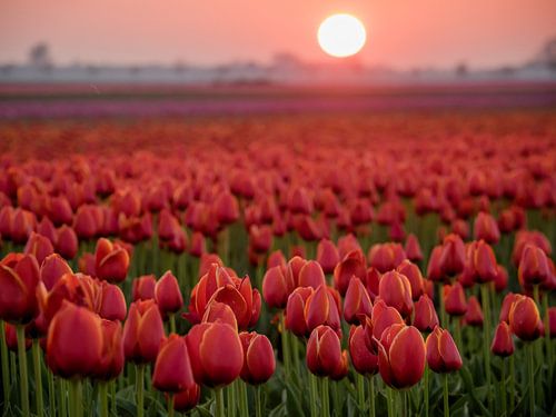 Red tulips in a field