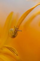 Snail enjoys the summer