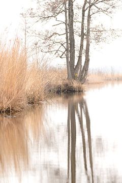 spiegeling van boom in water van Petra De Jonge