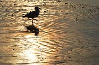 Seagull