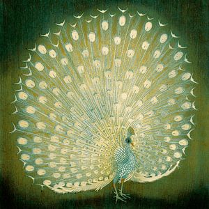 Japanischer Pfau