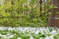 Ein Meer von Blumen