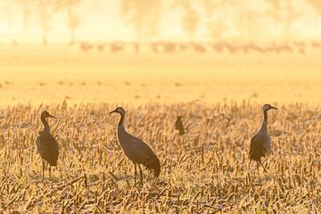 Crane birds resting and feeding in a field during autumn migrati by Sjoerd van der Wal