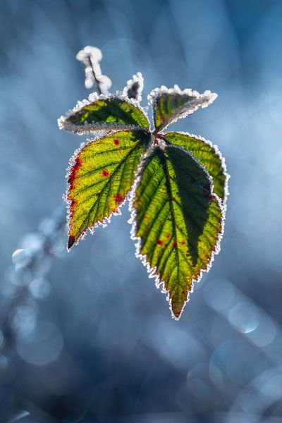 Winterwunderland von Richard Kalkman fotografie