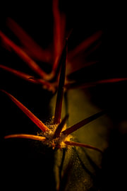 Red Spine by Dieter Walther