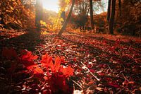 Herfst