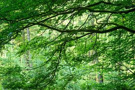 bos in de zomer van Hanneke Luit