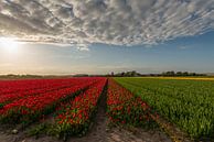 Champs de tulipes à Noordwijkerhout par Renate Oskam Aperçu
