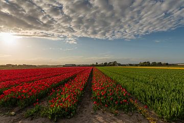 Champs de tulipes à Noordwijkerhout sur Renate Oskam