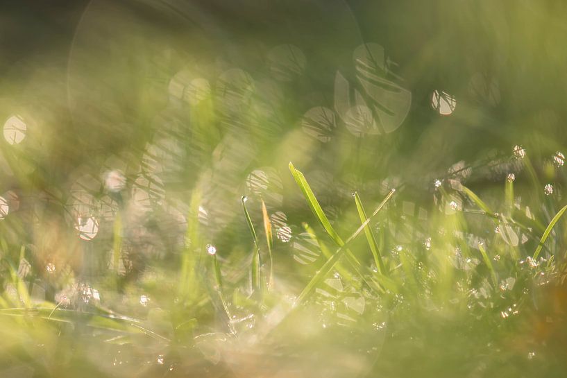 Glitzern im Gras von Tania Perneel