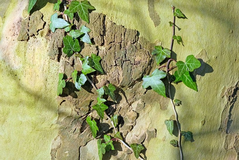 Leaf art on the tree trunk original by Ronald Smits