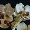 Orchidee van Jaap Mulder