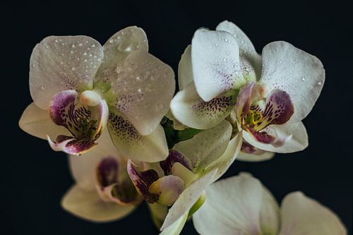 Orchidee