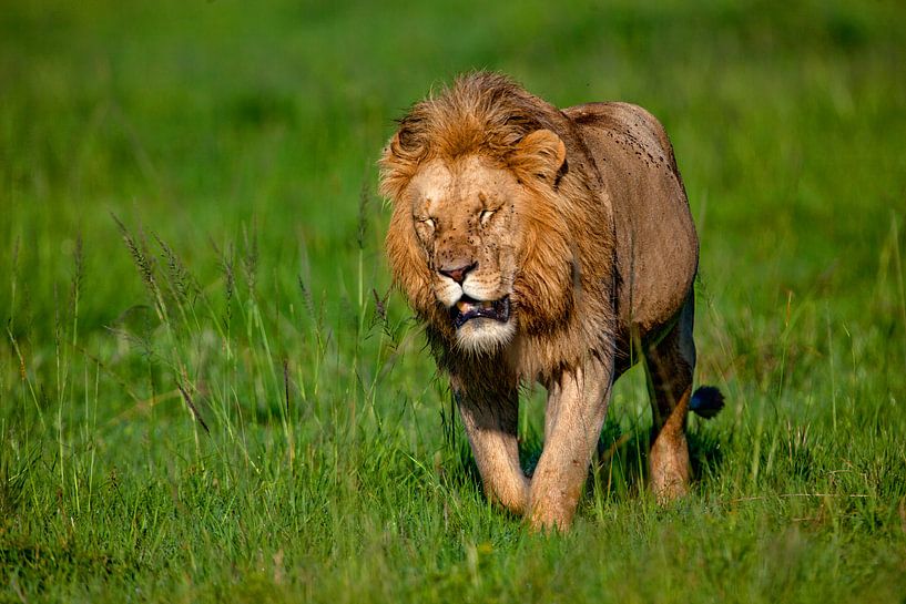 walking Lion Male by Peter Michel