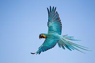Vliegende Papagaai van Ulrich Brodde thumbnail