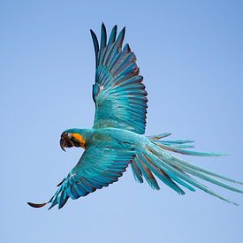 Vliegende Papagaai van Ulrich Brodde