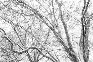tanzende Bäume im Winter
