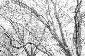 Dansende takken in de winter