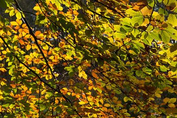 herfst14 van Geertjan Plooijer