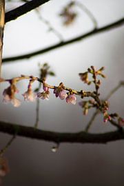 The Japanese cherry blossoms on a cold Januaray morning by Mirjam van der Sluijs