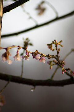 De Japanse sierkers in bloei op een koude januari morgen van Mirjam van der Sluijs